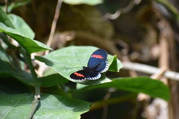 Texas Discovery Gardens at Fair Park by null