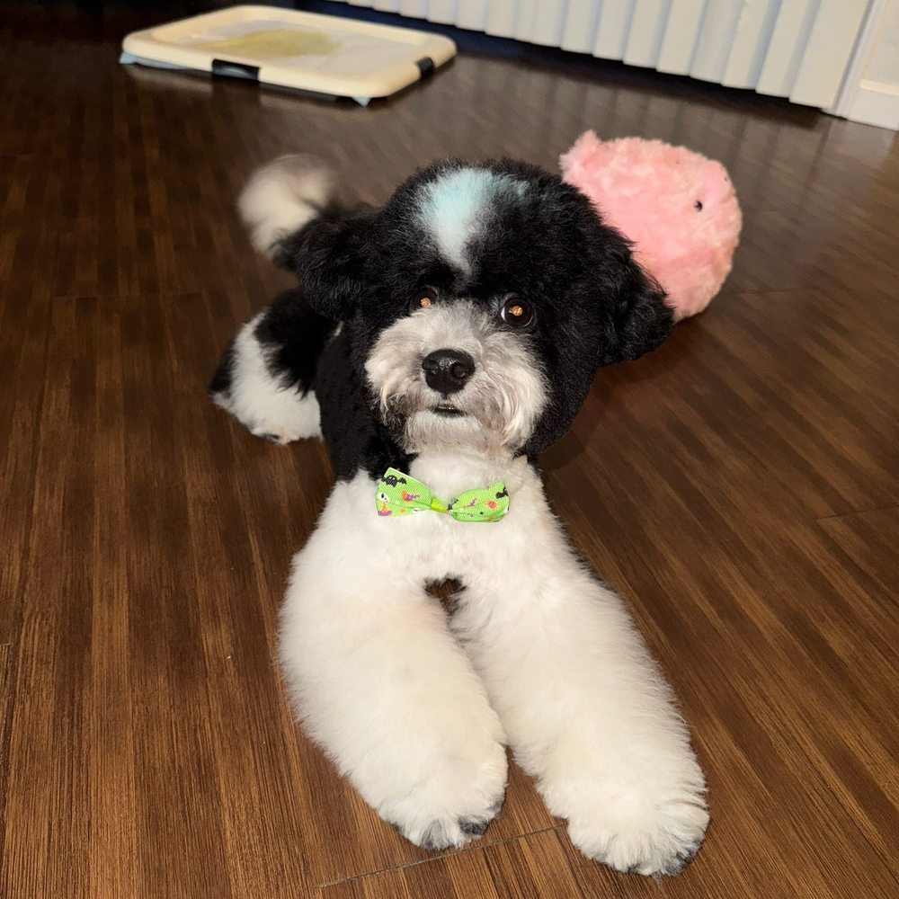 Spotted Dog Pet Grooming - Pet Groomers Near Me - Puyallup, Washington Spotted Dog Pet Grooming - Pet Groomers Near Me - Puyallup, Washington