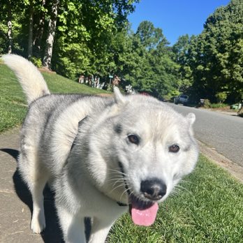 Lakeside Pet Sitting - Pet Sitting Near Me - Mooresville, North Carolina Lakeside Pet Sitting - Pet Sitting Near Me - Mooresville, North Carolina
