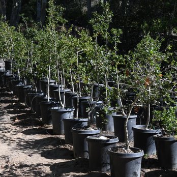 Assured Landscape Growers - a row of potted trees - Nurseries & Gardening Near Me - Prunedale, California Assured Landscape Growers - a row of potted trees - Nurseries & Gardening Near Me - Prunedale, California
