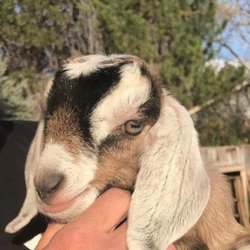 Sassy Pants Farm - Caps out little goat is so fun