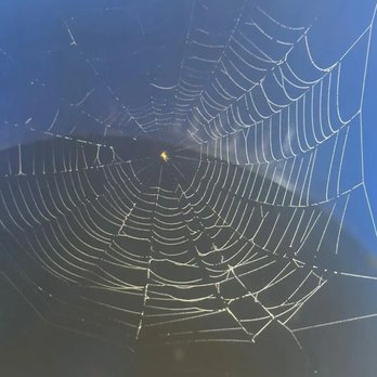 Riverside RV Resort - A neat spider web from one of my friends.here. - RV Parks Near Me - Riverside, Texas Riverside RV Resort - A neat spider web from one of my friends.here. - RV Parks Near Me - Riverside, Texas