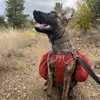 Von Riesig Kennel - 5 month old on a hike - Pet Breeders Near Me Von Riesig Kennel - 5 month old on a hike - Pet Breeders Near Me