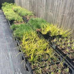 Grandma Marie's Greenhouse