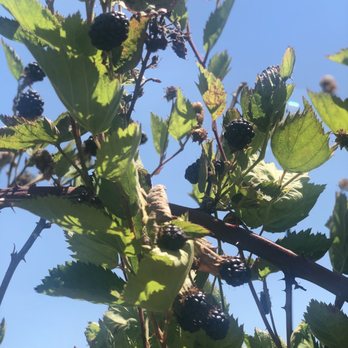 U Pick at Webb Ranch - Pick Your Own Farms Near Me - Portola Valley, California U Pick at Webb Ranch - Pick Your Own Farms Near Me - Portola Valley, California