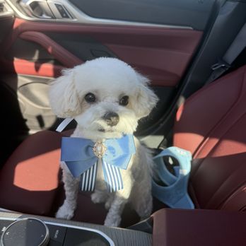 Spoiled Pup - Pet Groomers Near Me - Las Vegas, Nevada Spoiled Pup - Pet Groomers Near Me - Las Vegas, Nevada