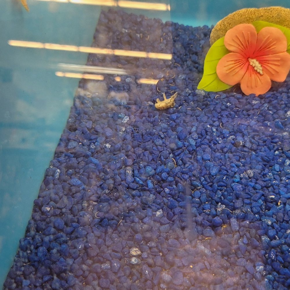 PetSmart - Pet Training Near Me - Cedar Park, Texas PetSmart - Pet Training Near Me - Cedar Park, Texas
