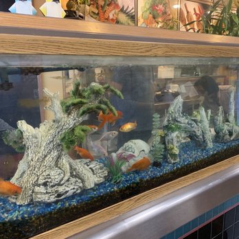 Dao's Tai Pan's - Fish tank in lobby - Vietnamese Near Me - Tucson, Arizona Dao's Tai Pan's - Fish tank in lobby - Vietnamese Near Me - Tucson, Arizona