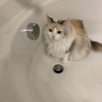 Cut The Crap Pet Services - Before - Pet Waste Removal Near Me