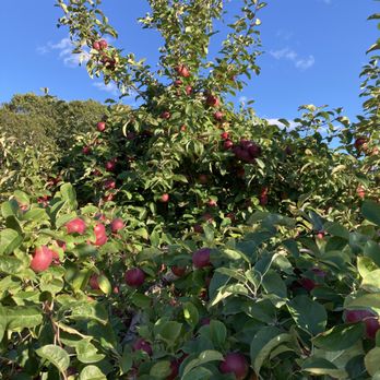 Bolton Spring Farm - So many apples!!! - Fruits & Veggies Near Me - Bolton, Massachusetts Bolton Spring Farm - So many apples!!! - Fruits & Veggies Near Me - Bolton, Massachusetts