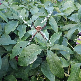 Price Termite & Pest Control - We had big spiders and Price was very quick to respond,.so our little ones could go play in the back yard again!! - Pest Control Near Me - Jupiter, Florida Price Termite & Pest Control - We had big spiders and Price was very quick to respond,.so our little ones could go play in the back yard again!! - Pest Control Near Me - Jupiter, Florida