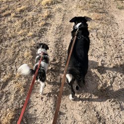 Bishop Dog Park - Walking from car to gated areas