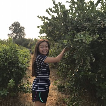 Charlotte's Blueberry Park - Pick Your Own Farms Near Me - Tacoma, Washington Charlotte's Blueberry Park - Pick Your Own Farms Near Me - Tacoma, Washington