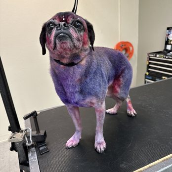 Scooby Do's Pet Grooming - Pet Groomers Near Me - Tempe, Arizona Scooby Do's Pet Grooming - Pet Groomers Near Me - Tempe, Arizona