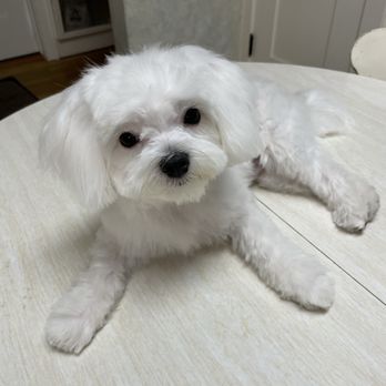 All About Paws Pet Spa - Such a good boy! Julius - Pet Groomers Near Me - Upland, California