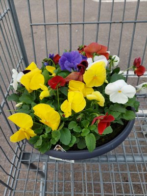 Costco Wholesale by null