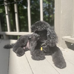 Doggie Doo's - Fresh from the groomer