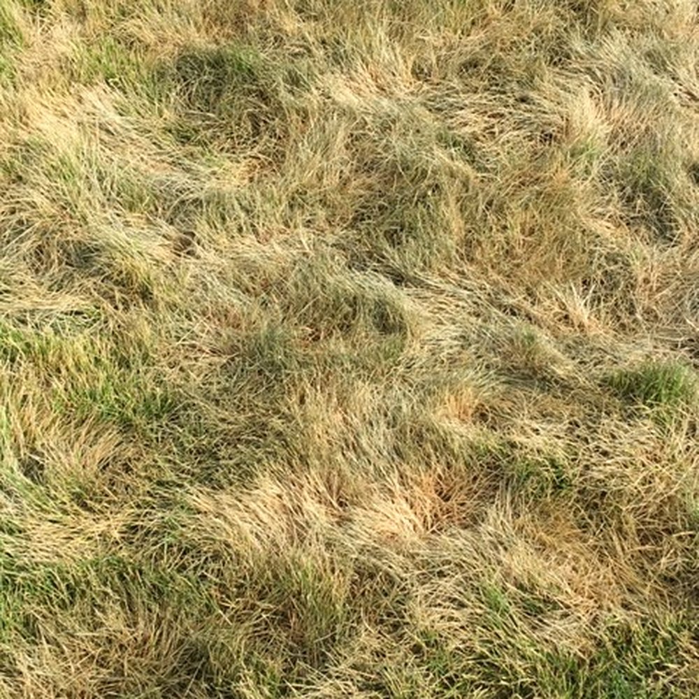 All Pro Lawn Service - Our terrible lawn. - Snow Removal Near Me - Boise, Idaho All Pro Lawn Service - Our terrible lawn. - Snow Removal Near Me - Boise, Idaho