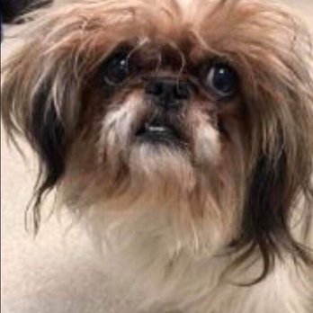 Auburn Valley Humane Society - Animal Shelters Near Me - Auburn, Washington