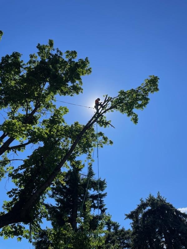 REMBRANDT TREE CARE Updated October 2024 Moscow, Idaho Tree