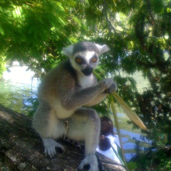 Classroom Safari - Lemur - Party & Event Planning Near Me Classroom Safari - Lemur - Party & Event Planning Near Me