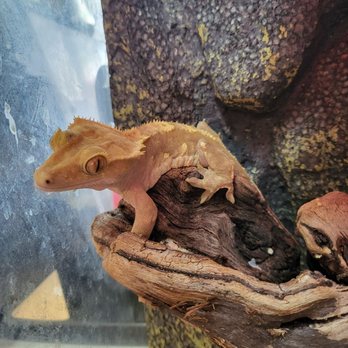 Kristina Zoulas, DDS - Berkeley Dental Studio - Crescents the gecko - General Dentistry Near Me - Berkeley, California Kristina Zoulas, DDS - Berkeley Dental Studio - Crescents the gecko - General Dentistry Near Me - Berkeley, California