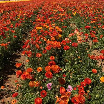The Flower Fields - no filter! ~ so beautiful - Venues & Event Spaces Near Me - Carlsbad, California