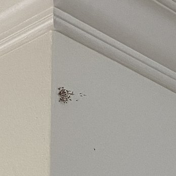 The PEST Group - Pest Control Near Me - San Bernardino, California