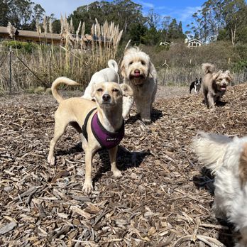 The Urban Paw - Dog Walkers Near Me - San Francisco, California The Urban Paw - Dog Walkers Near Me - San Francisco, California