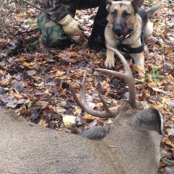 Great Guns - Deer Tracking service with Gus - Guns & Ammo Near Me - Williamsburg, Michigan Great Guns - Deer Tracking service with Gus - Guns & Ammo Near Me - Williamsburg, Michigan