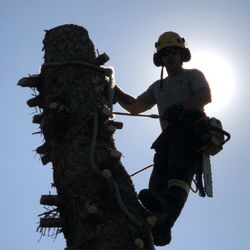 Red Willow Tree Service - Climbing down