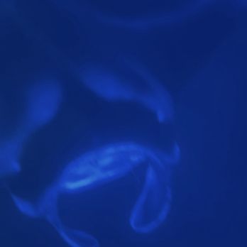 Dolphin Discoveries - Boat Tours Near Me - Kailua Kona, Hawaii Dolphin Discoveries - Boat Tours Near Me - Kailua Kona, Hawaii