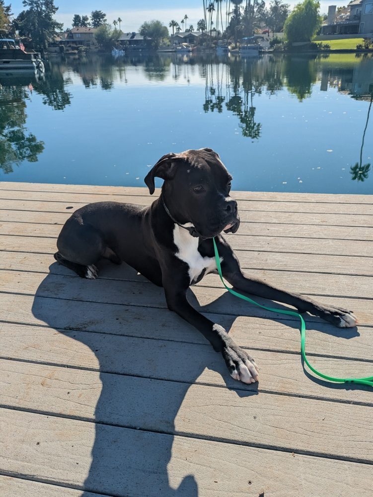 Heel Sit Stay - pet boarding facility in Mesa, AZ