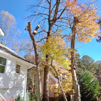 AllGreen Tree Services - Tree Services Near Me AllGreen Tree Services - Tree Services Near Me