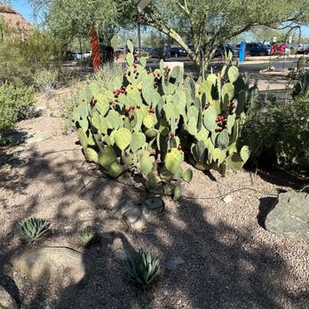 Desert Botanical Garden - Botanical Gardens Near Me - Phoenix, Arizona Desert Botanical Garden - Botanical Gardens Near Me - Phoenix, Arizona