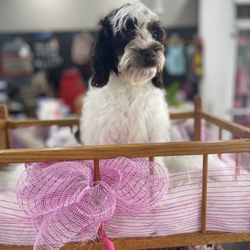 The Noble Paw - This bit older Cavapoo little lady patiently waiting for a new family
