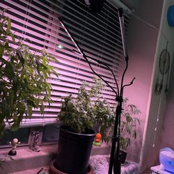The Flower Shop - This is the plants that I got from  The Flower Shop  in Mesa . All three are due spectacular !
