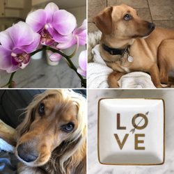 Flora and Fauna Pets - Love is in the air