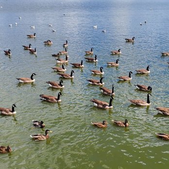 Pymatuning Spillway - Ducks want bread too. - Parks Near Me Pymatuning Spillway - Ducks want bread too. - Parks Near Me