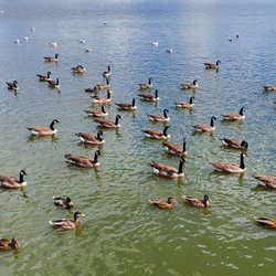 Pymatuning Spillway - Ducks want bread too.