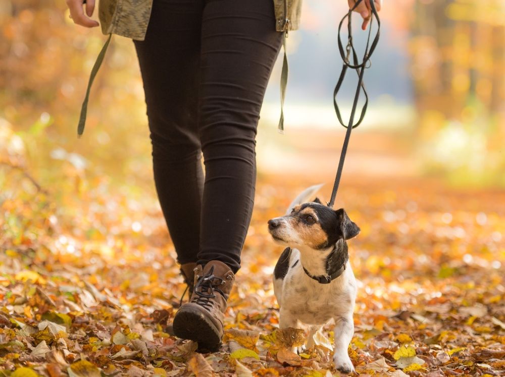 LEZLIE’S PET SITTING 2671 Ravenoaks Pl, Marietta, Pet