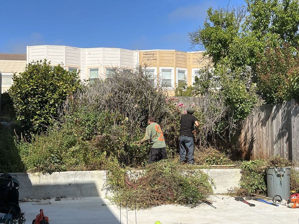 Discount Clean-Up Gardening - tree service in San Francisco, CA