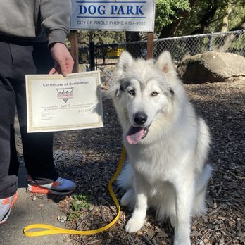 Disciplined K9 - Pet Training Near Me Disciplined K9 - Pet Training Near Me