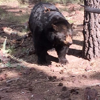 Bearizona - Zoos Near Me - Williams, Arizona Bearizona - Zoos Near Me - Williams, Arizona