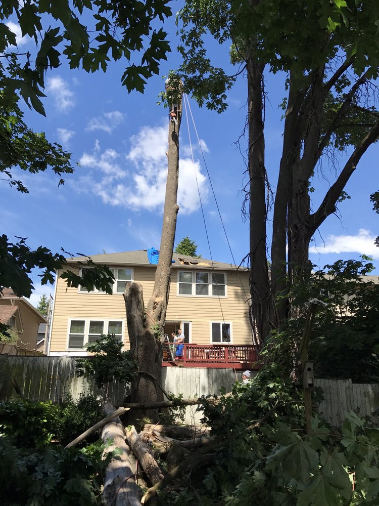Stumpy Tree Service - tree service in Tacoma, WA