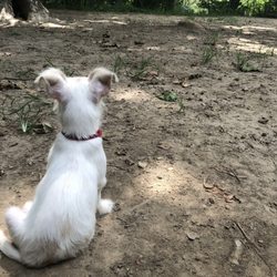 Ewen Park Dog Run