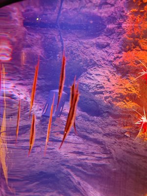 SEA LIFE San Antonio by null