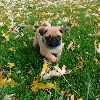 Stryking Manners - Pet Training Near Me - Clarence Center, New York Stryking Manners - Pet Training Near Me - Clarence Center, New York