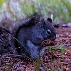 Colter Bay Village and Marina - American Red Squirrel having his breakfast