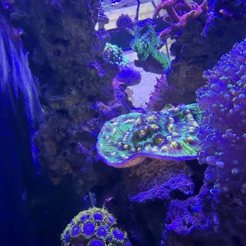 Aquawerks - My corals happy again - Aquarium Services Near Me Aquawerks - My corals happy again - Aquarium Services Near Me